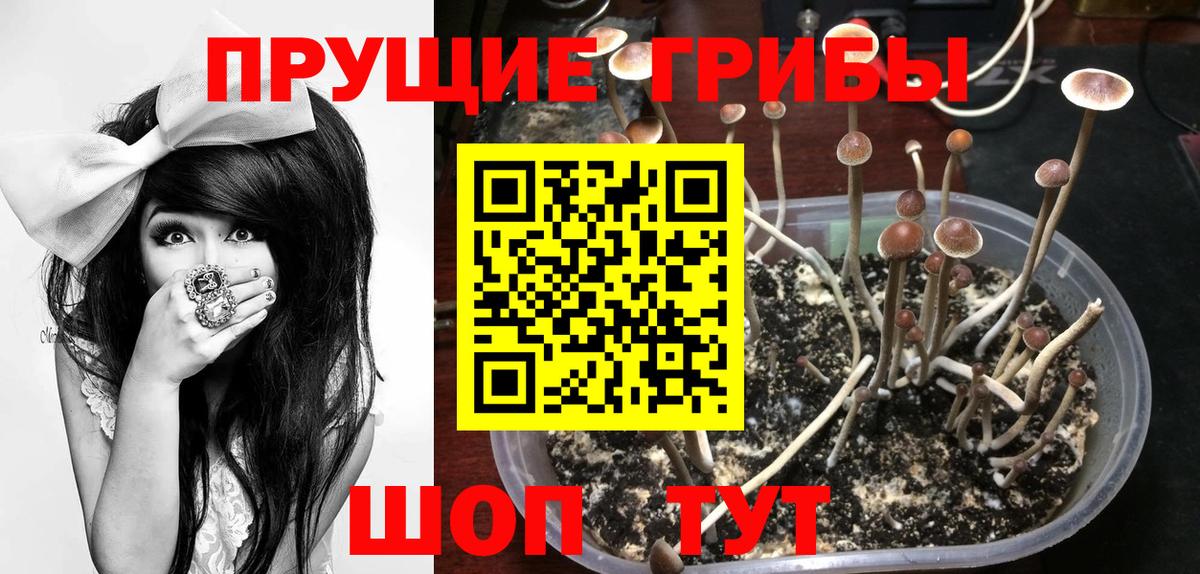 Северобайкальск  Псилоцибиновые грибы Psilocybine cubensis  Вход с VPN 